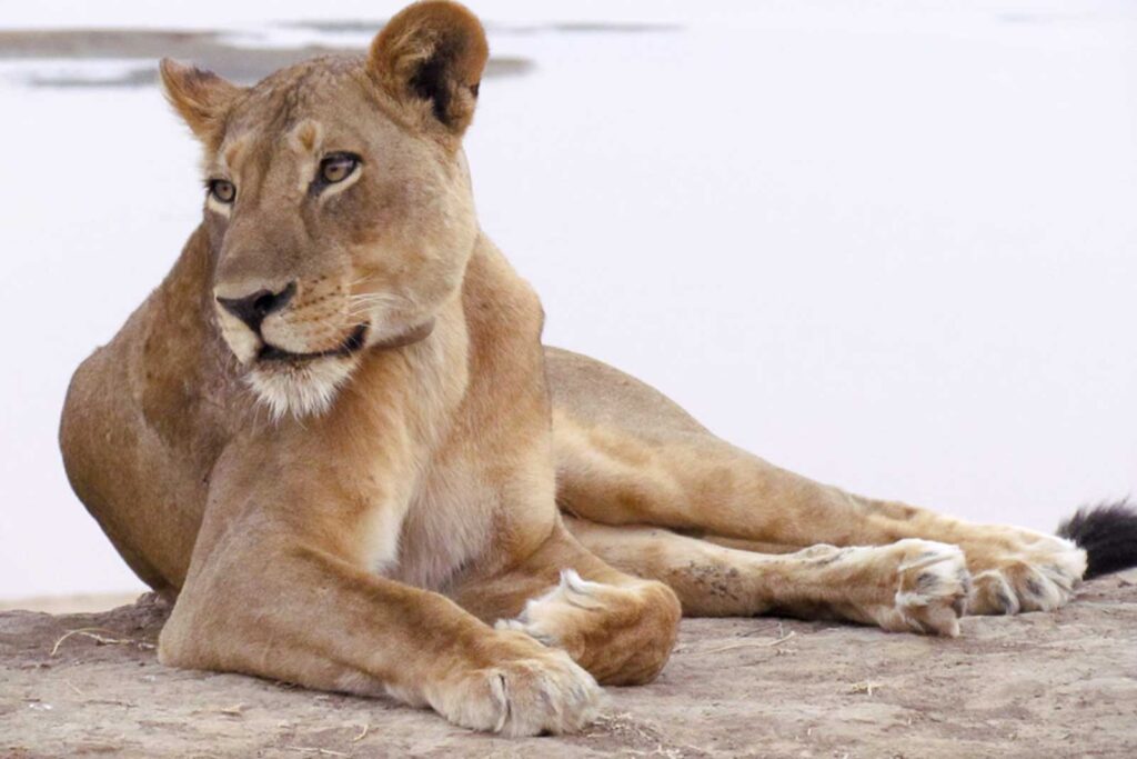 Lower Zambezi Explorer – 6 Days, 5 Nights