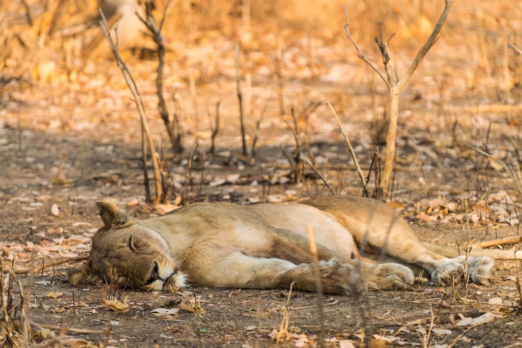 Kafue Wilderness Explorer – 7 Days, 6 Nights