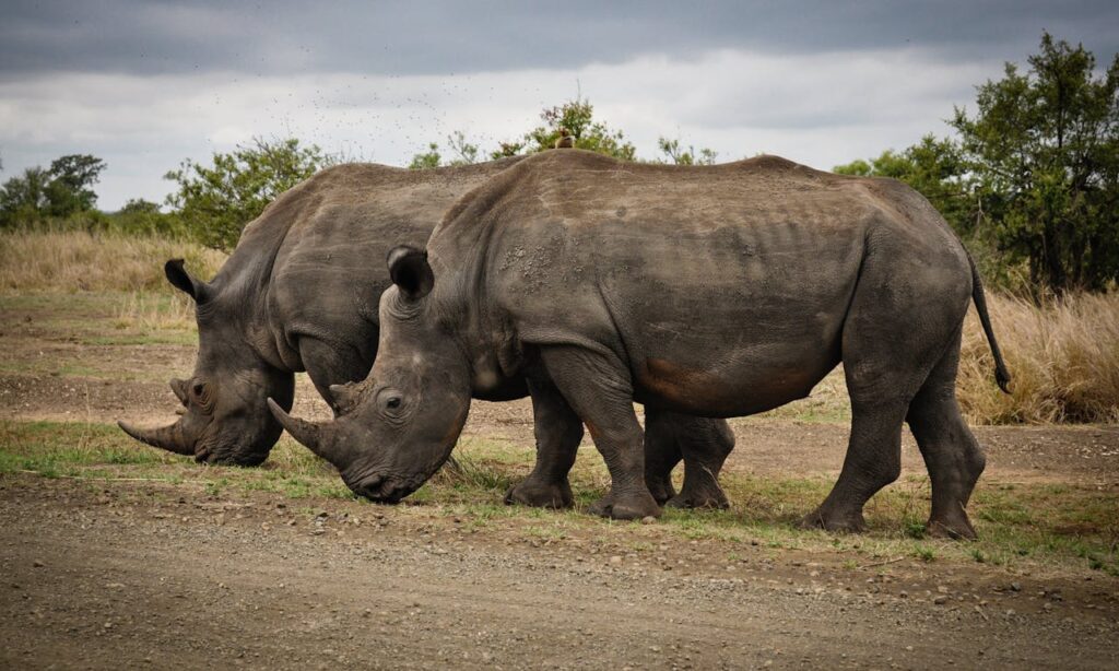 Rhino Walking Safari